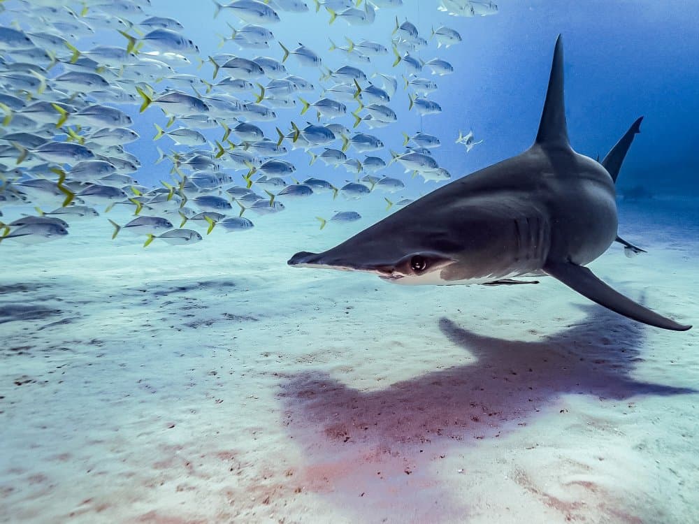 Hammerhead Shark Below School by Serge Melesan — canvas wall art