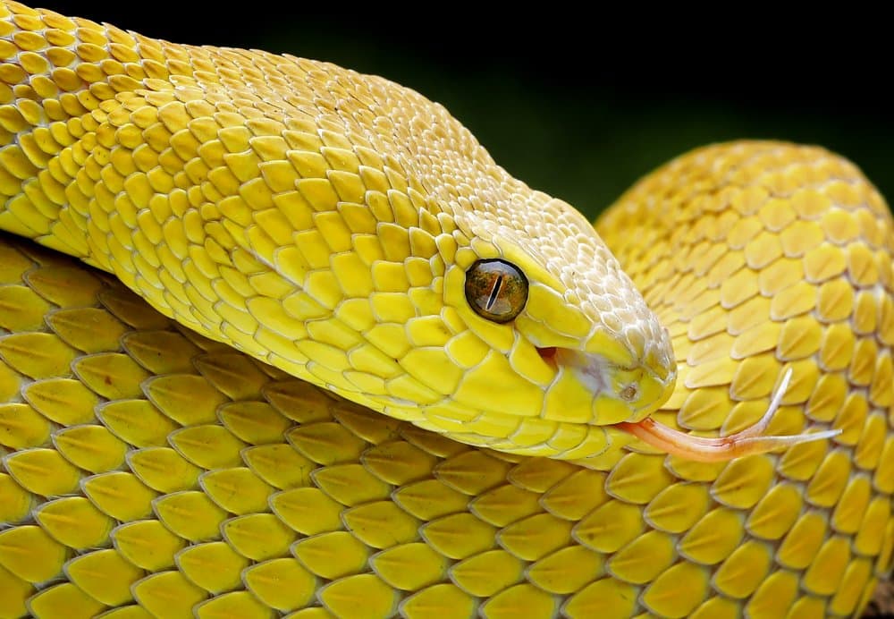 Golden Snake Gaze by Angela Muliani Hartojo — canvas wall art