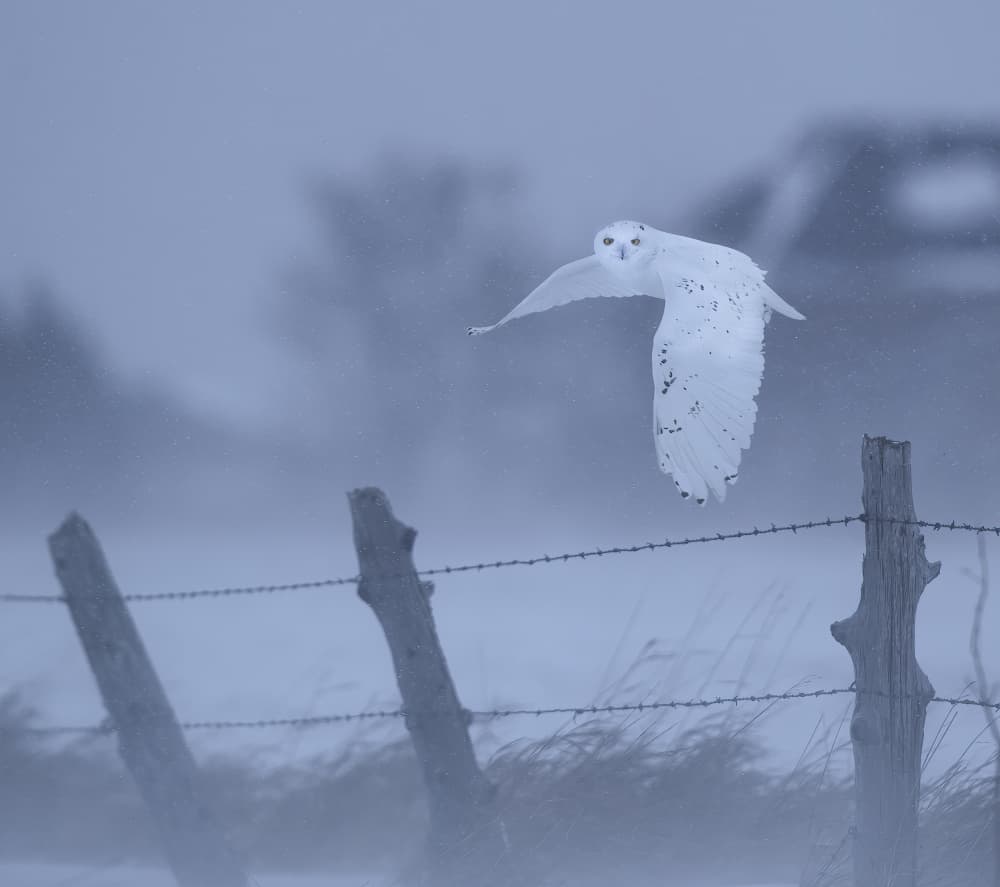 Snowy Owl Flight by Judy Tseng — canvas wall art