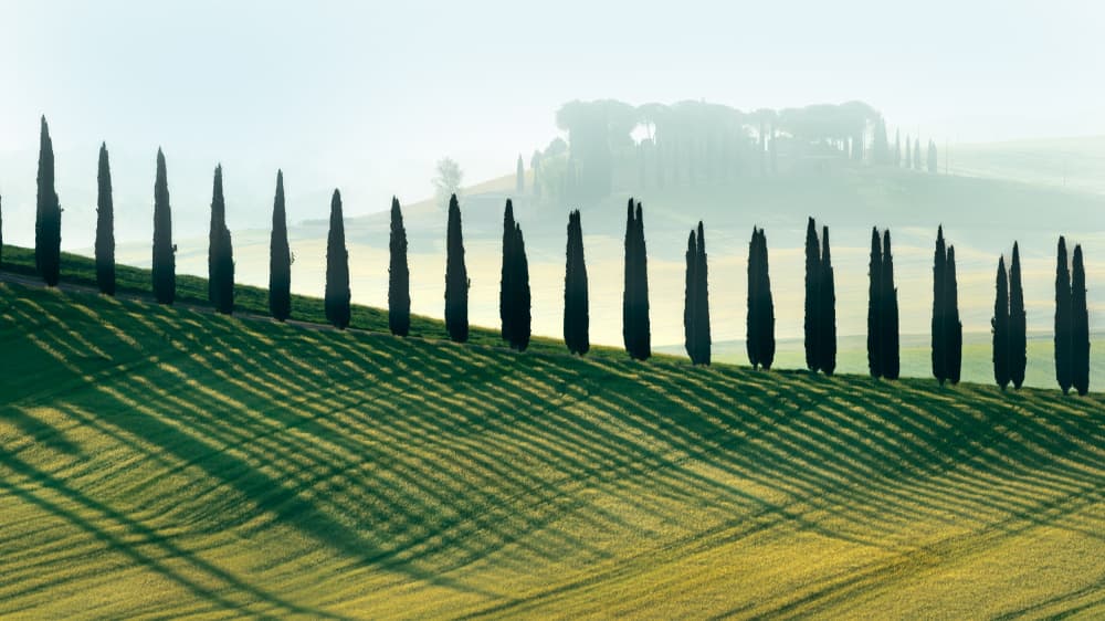 Morning Cypress Shadows by Els Keurlinckx — canvas wall art