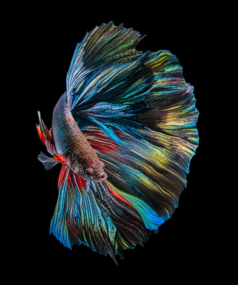 Vibrant Betta Fish by Andi Halil — canvas wall art