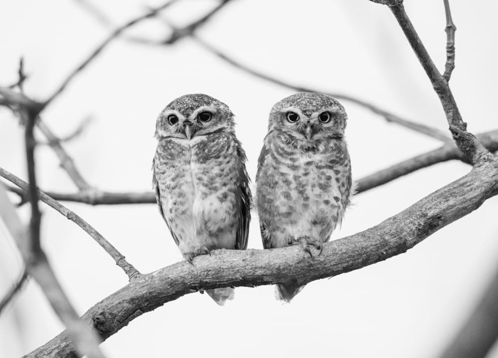 Cute Owlet Pair by Manish Nagpal — canvas wall art