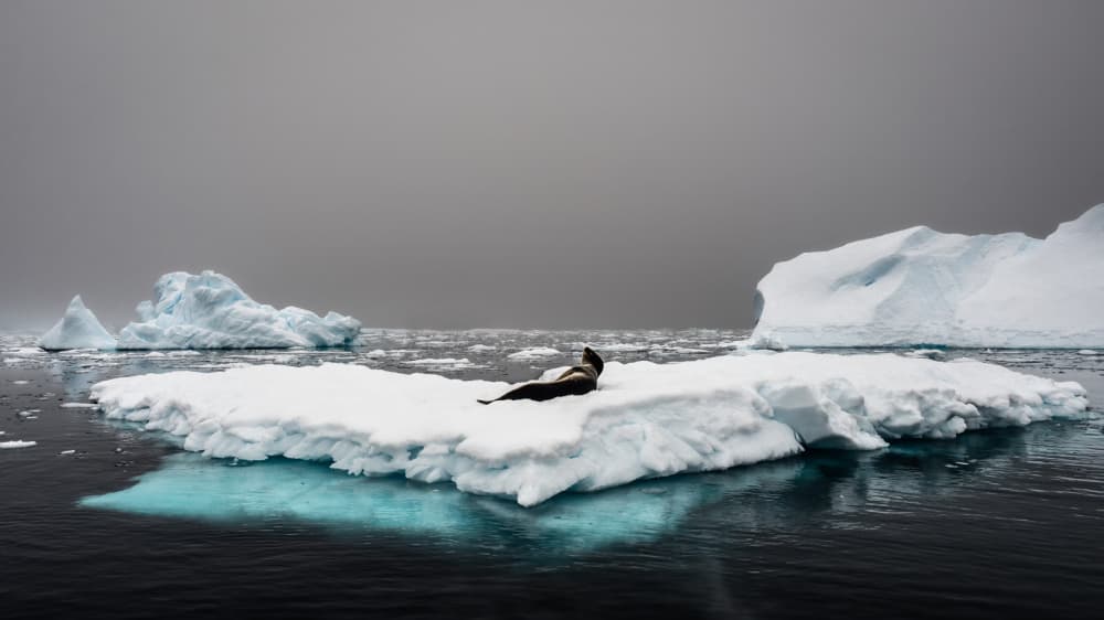 A Lone Seal on Ice by Michel Groleau — canvas wall art