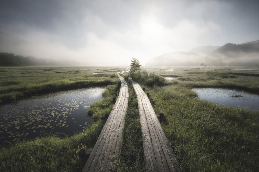 Misty Marsh Path by Daiki Suzuki — canvas wall art