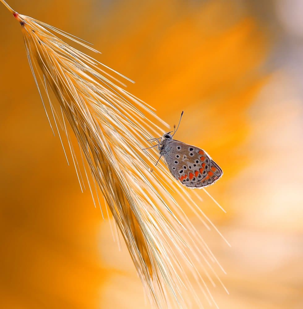 Golden Wheat Butterfly by Thierry Dufour — canvas wall art