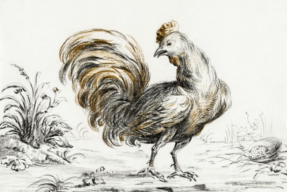 Rooster