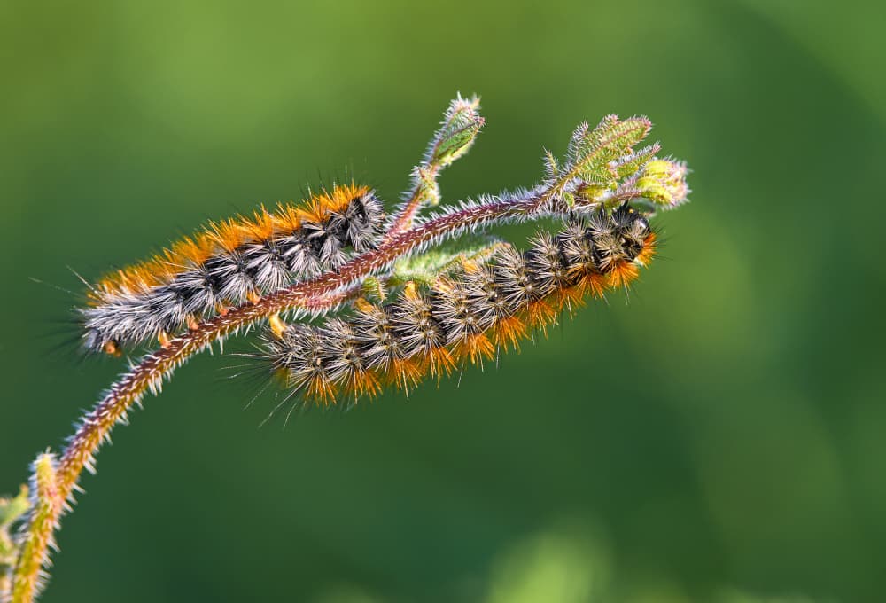 Hairy Orange Caterpillars by Avital Hershkovitz — canvas wall art