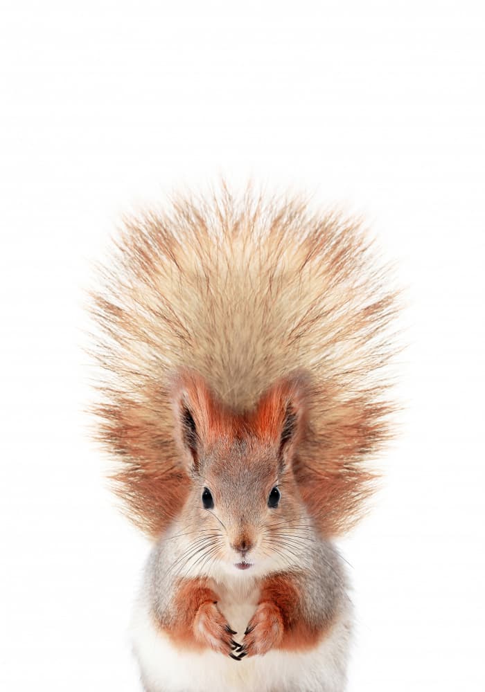Baby Squirel by Kathrin Pienaar — canvas wall art