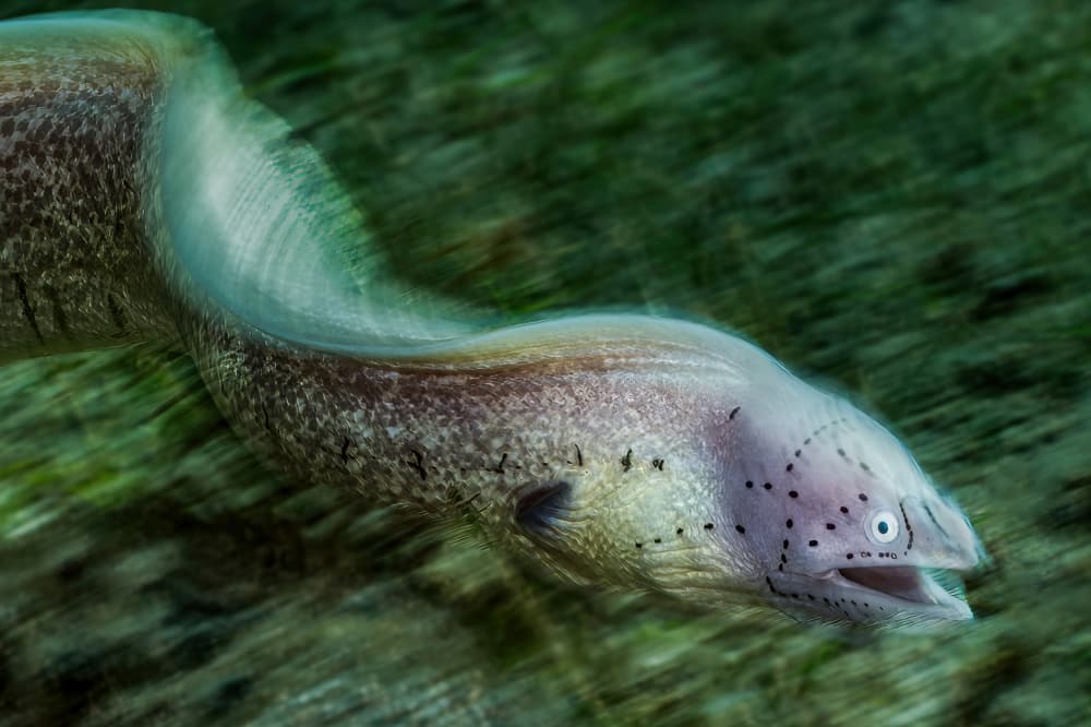 Curious Moray Eel by Serge Melesan — canvas wall art