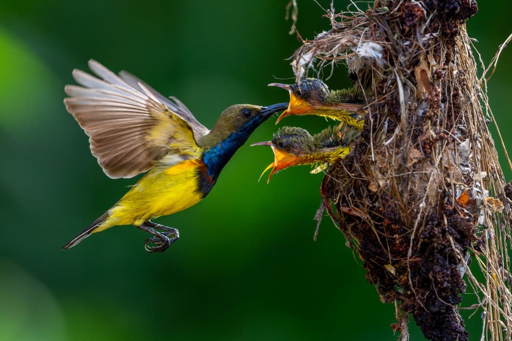 Sunbird Feeding Chicks by HuongHoang — canvas wall art