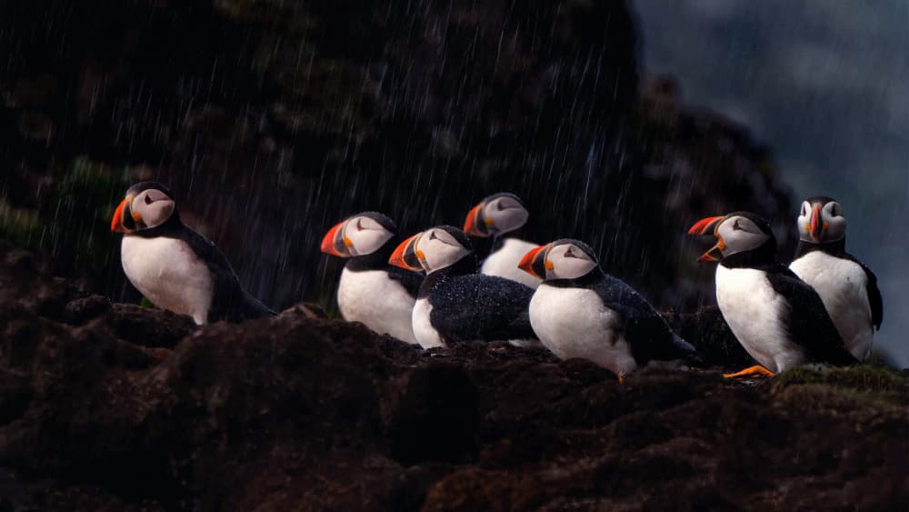 Puffins in the Rain by Qing Zhao — canvas wall art