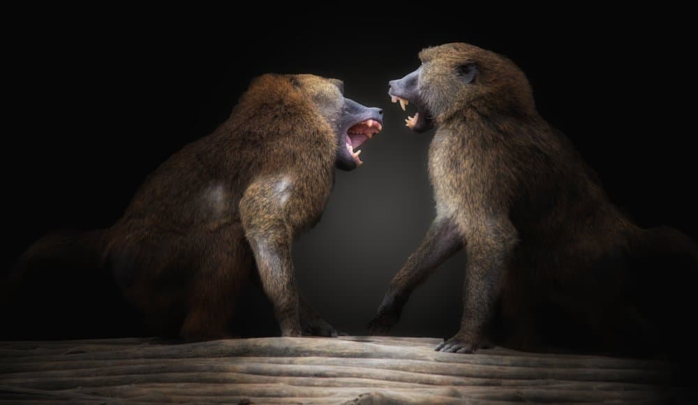 Fierce Baboon Confrontation by Jörg  Vollrath — canvas wall art
