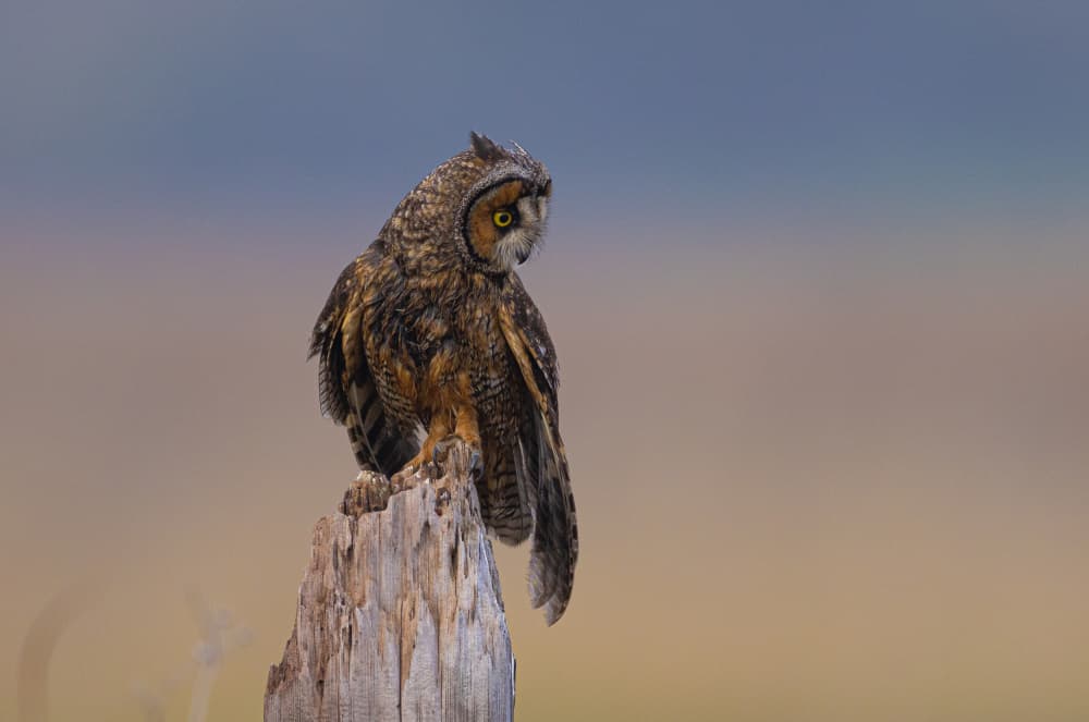 Long-Eared Owl Perched by Johnson Huang — canvas wall art