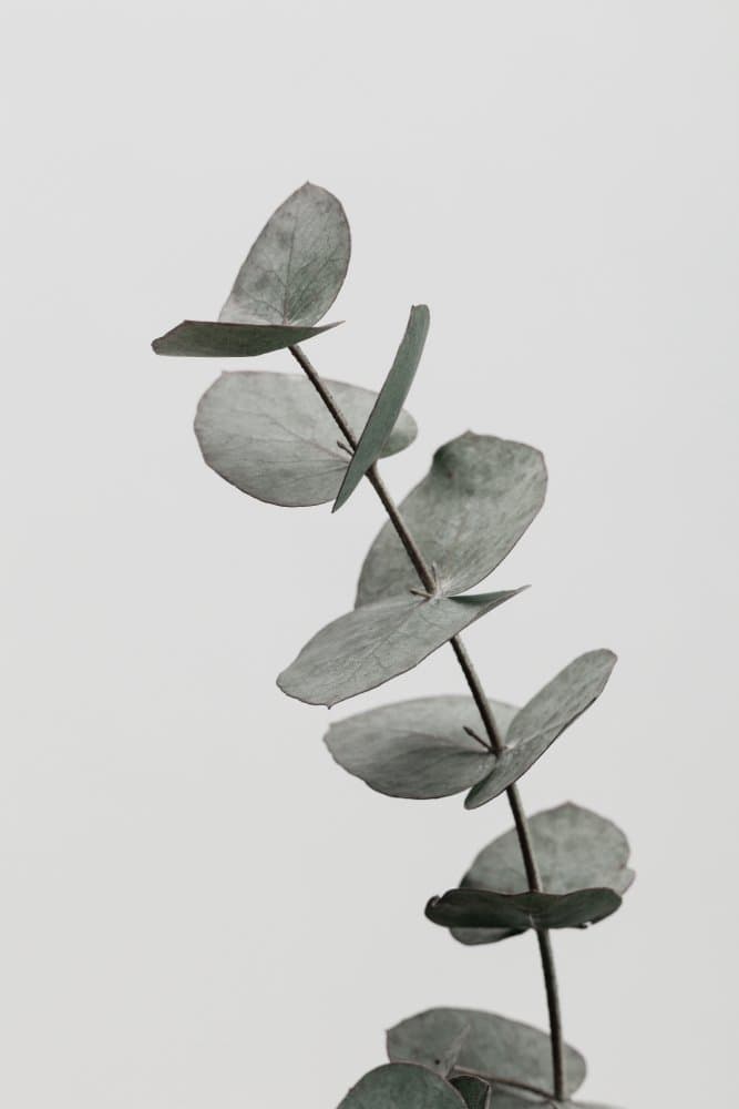 Eucalyptus Leaf Stem by Pictufy Studio III — canvas wall art