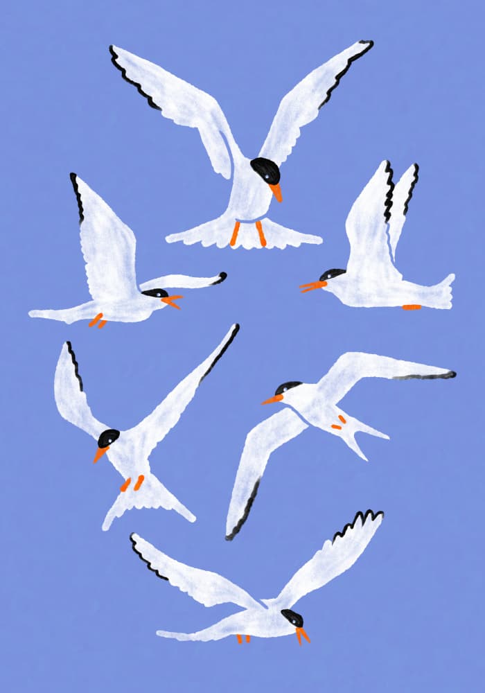 White Seabirds Flying by Martina Scott — canvas wall art