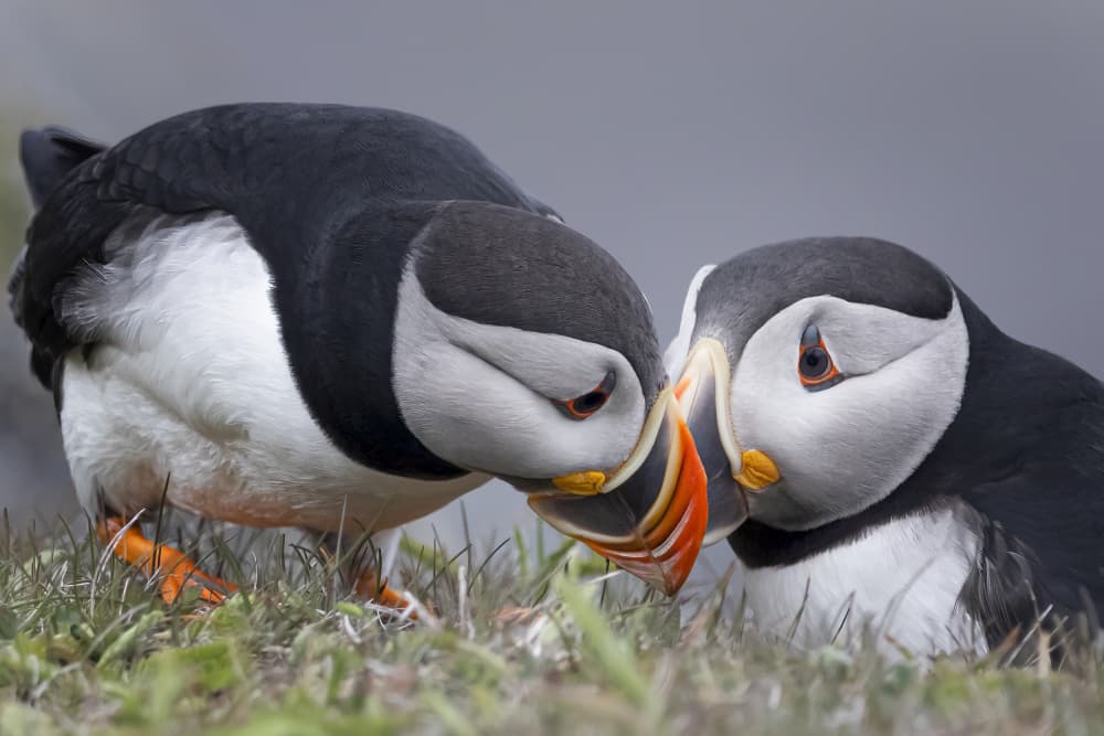 Puffin Pair Love by Molly Fu APA — canvas wall art