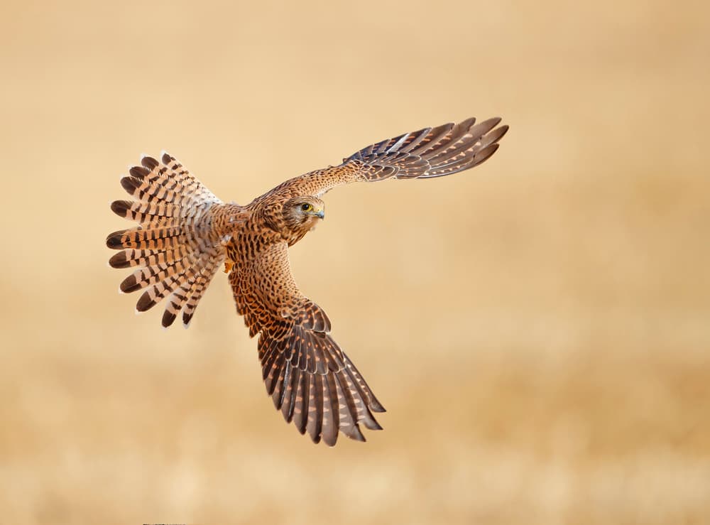 Wild Kestrel Soaring by Shlomo Waldmann — canvas wall art