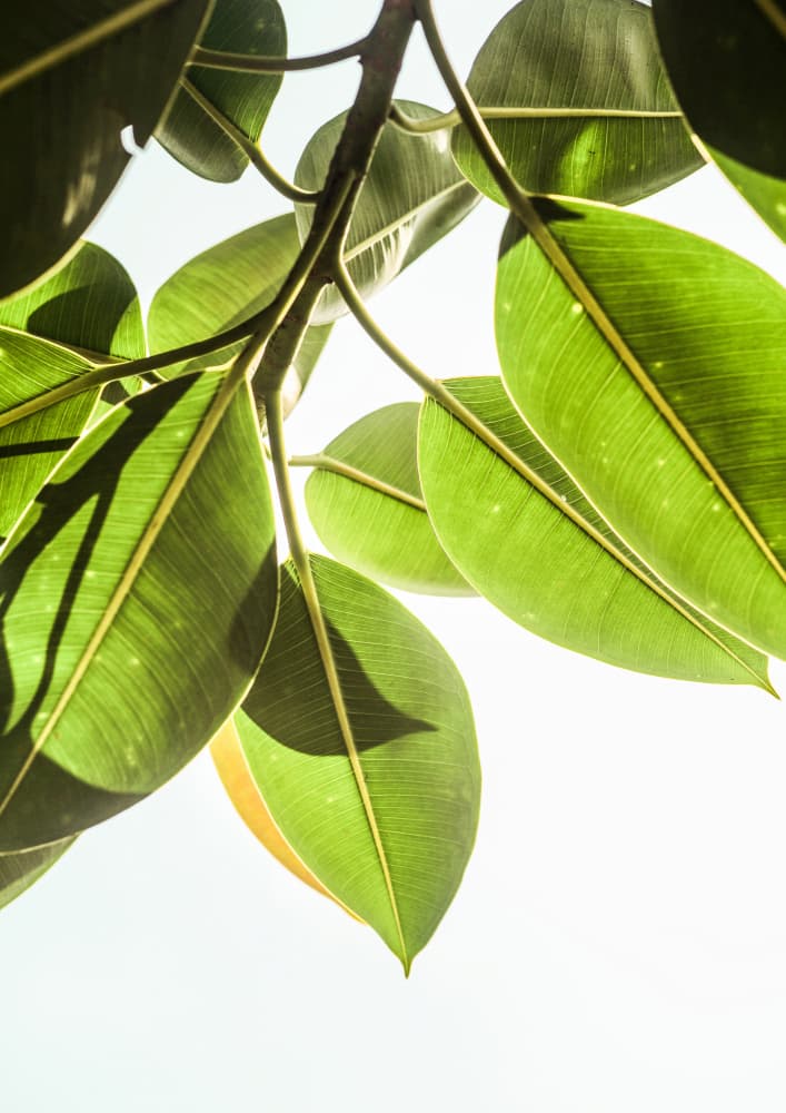 Sunlit Leaves by Shot by Clint — canvas wall art