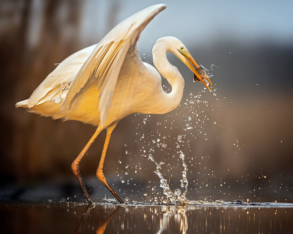 Egret Catches Fish by Annie Poreider — canvas wall art
