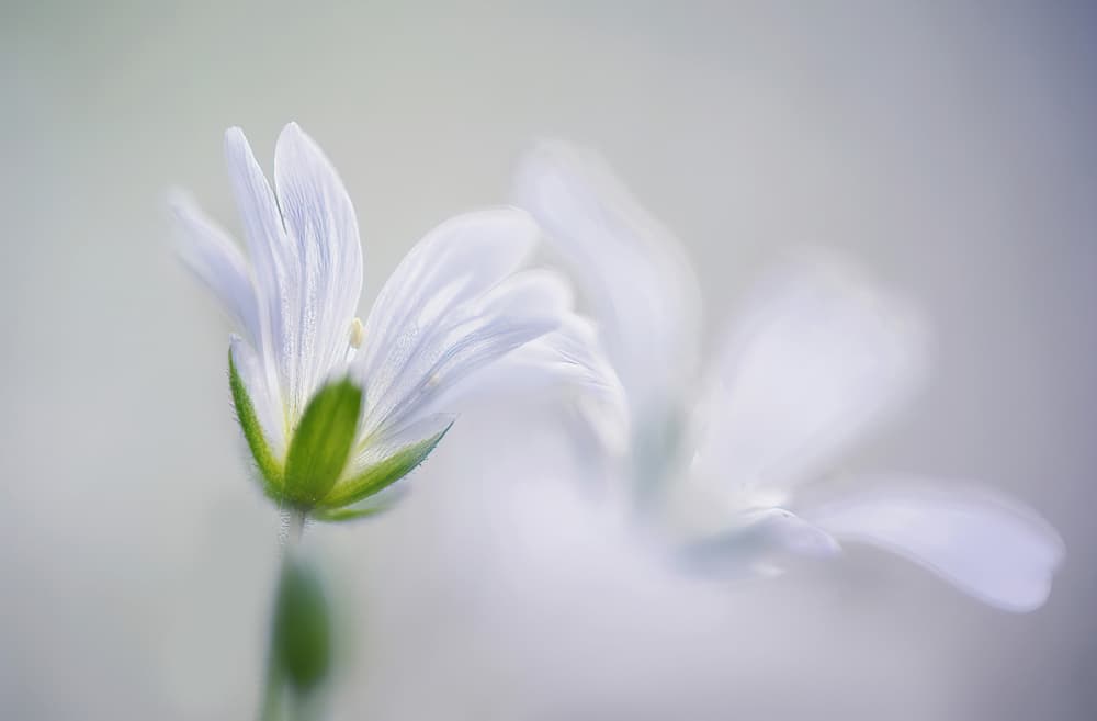 Ethereal White Flowers by Ylva Sjögren — canvas wall art