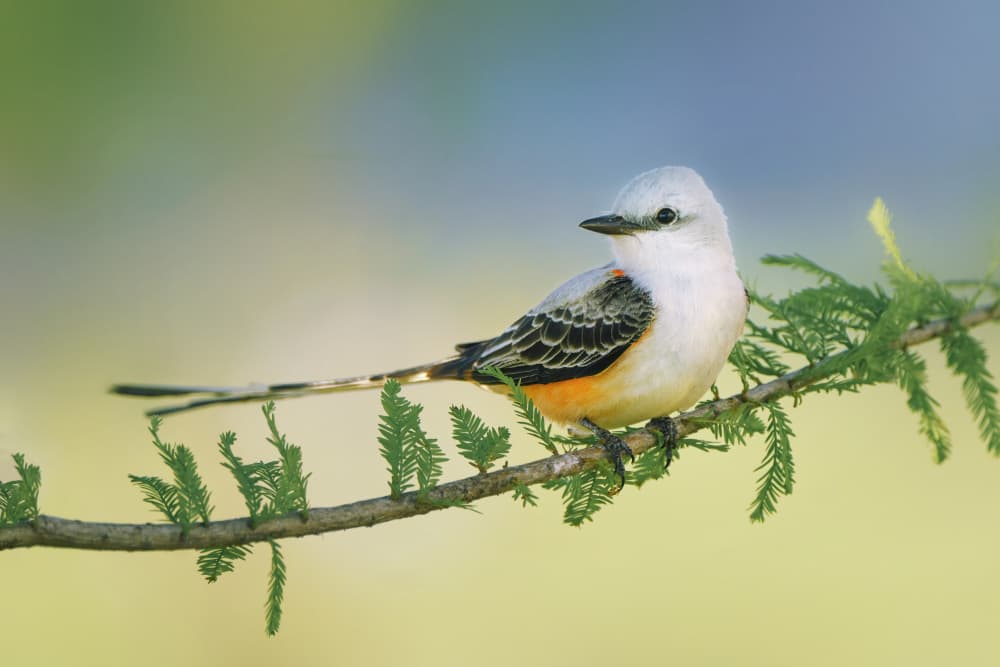 Elegant Scissortail Flycatcher by Qing Zhao — canvas wall art