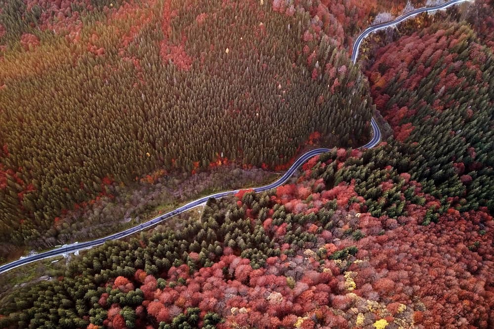 Vibrant Autumn Mountain Road by Eyal Amer — canvas wall art