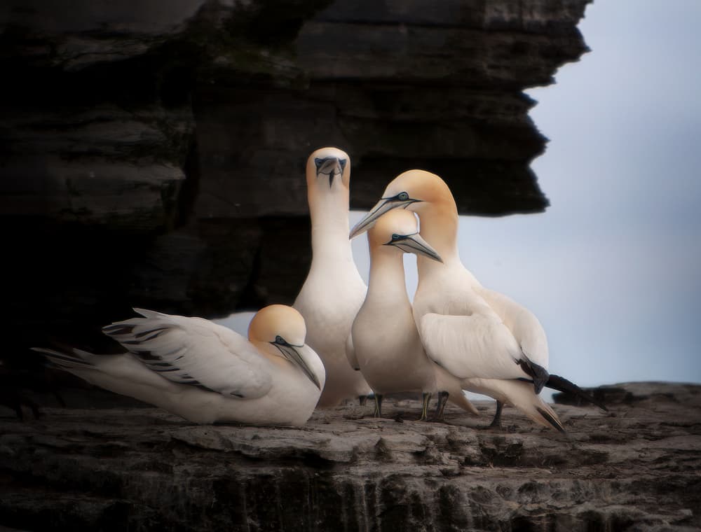 Northern Gannets Perched by Erik Engström — canvas wall art