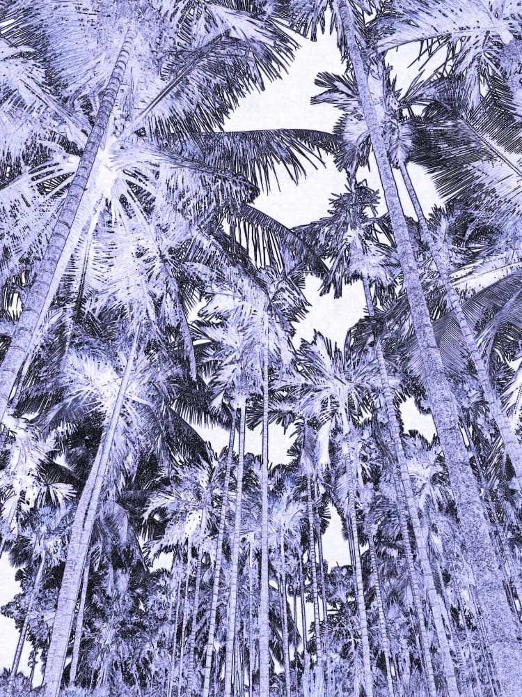 Tropical Blue Palm Canopy by Santhosh ch — canvas wall art