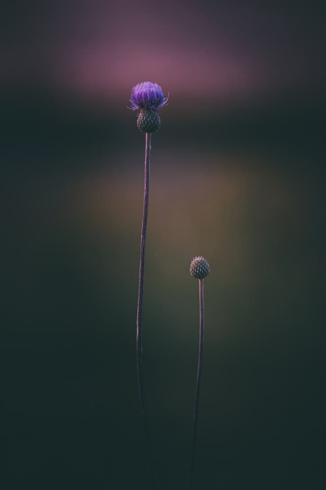Purple Thistle Bloom And Bud by Rado Gadoczi — canvas wall art