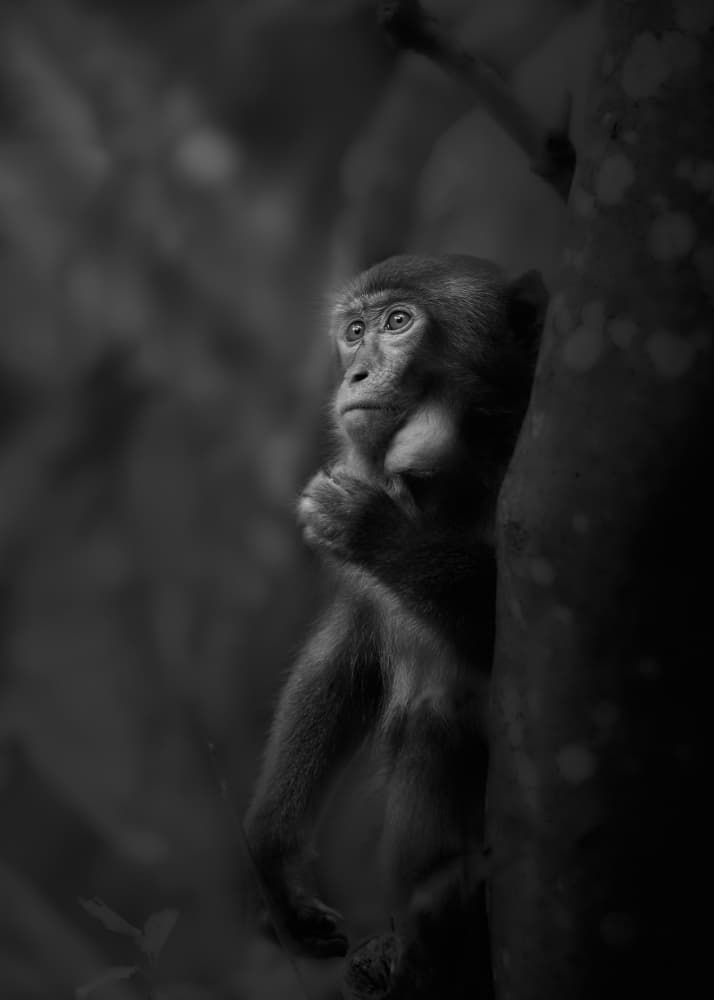 Thoughtful Forest Monkey by Kaisyakuji Yushi — canvas wall art