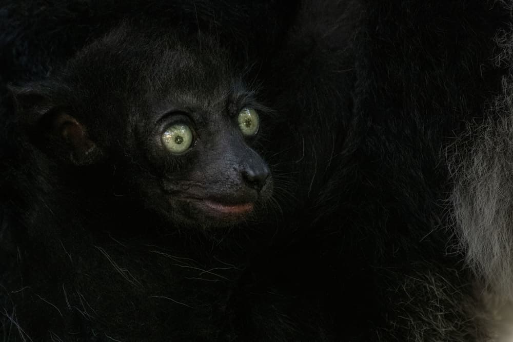 Green Eyed Lemur Baby by Serge Melesan — canvas wall art