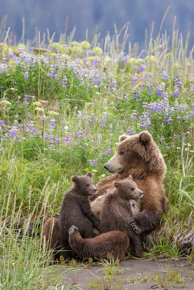 Grizzly Mother And Cubs by Renee Doyle — canvas wall art