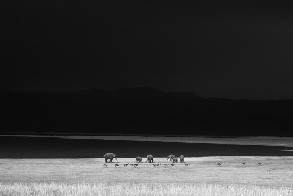 African Elephants Serene Landscape by swapnil deshpande — canvas wall art