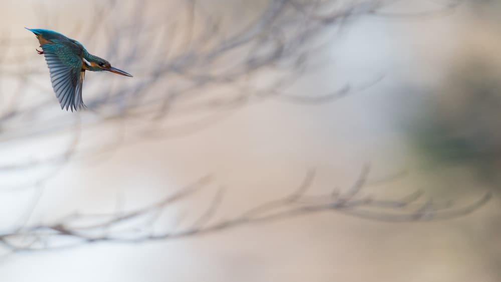 Flying Kingfisher by Kunito Imai — canvas wall art