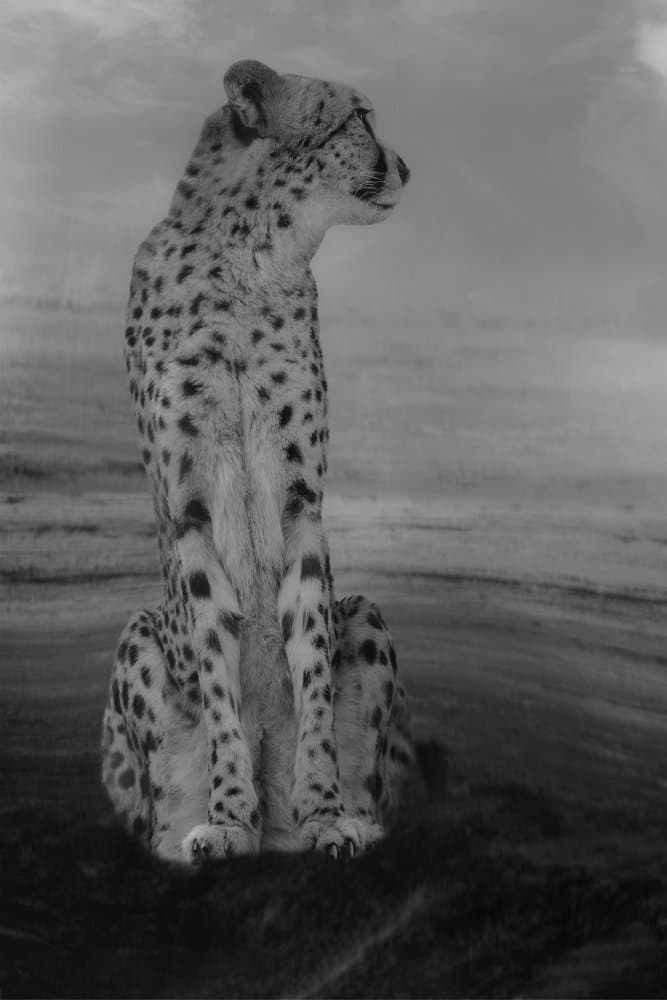 Majestic Cheetah Gaze by Krystina Wisniowska — canvas wall art