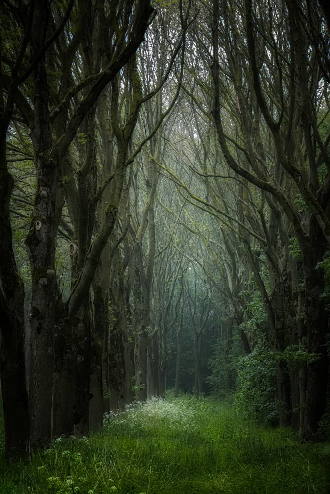 Misty Tree Tunnel by Hilda van der Lee — canvas wall art