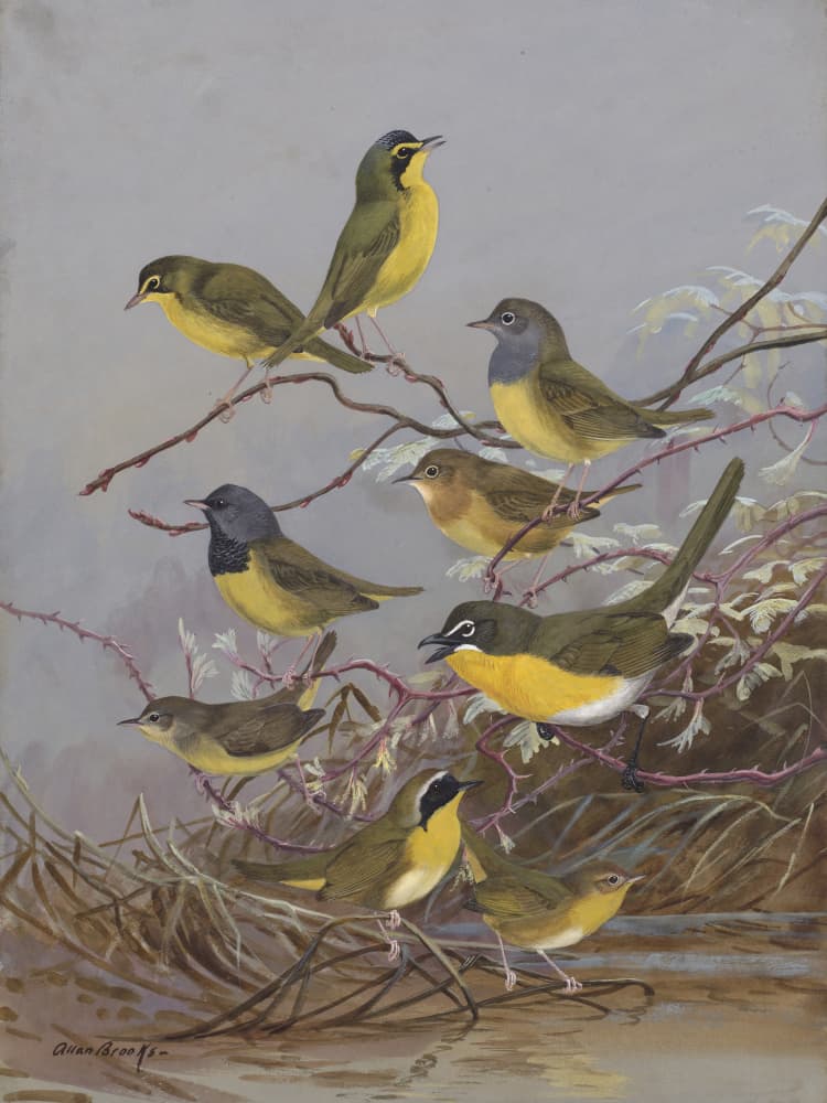 Warblers 003by Allan Brooks by Allan Brooks — canvas wall art