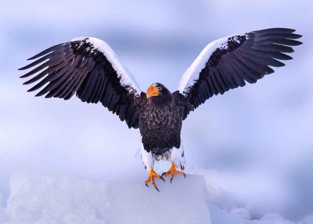 Majestic Steller's Eagle by James Lu — canvas wall art