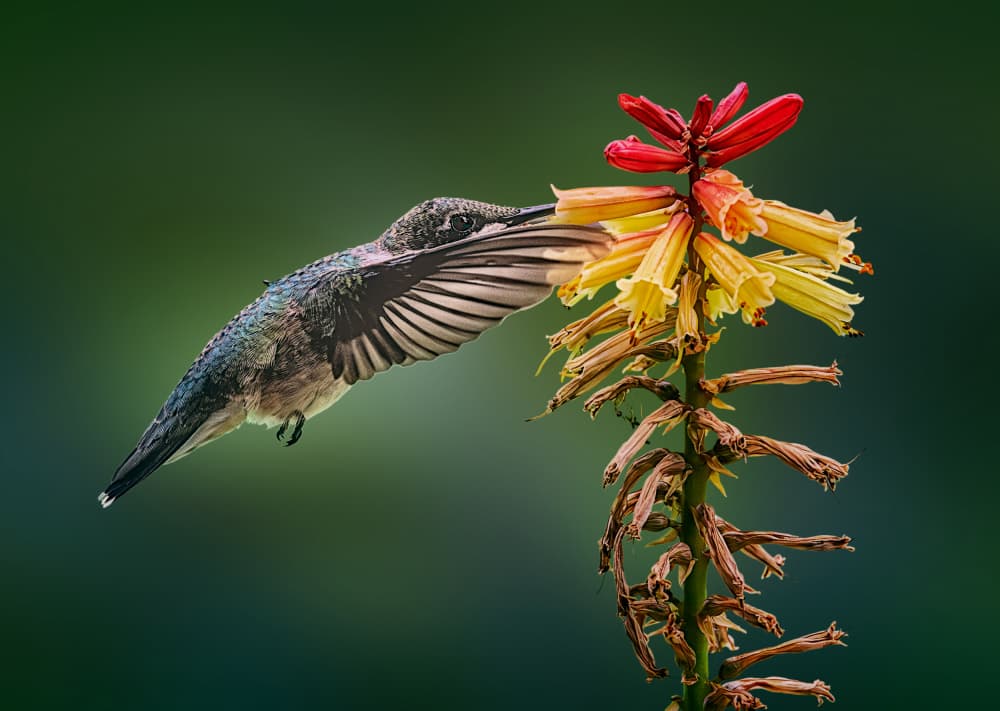 Hummingbird Nectar Feast by Ben.C.L — canvas wall art