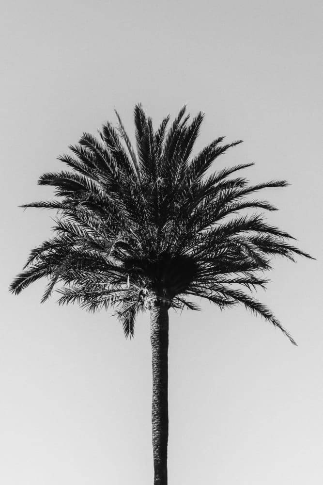 Palm Tree Silhouette