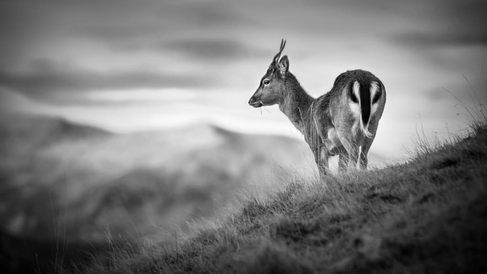 Solitary Deer Landscape by Emanuel Papamanolis — canvas wall art