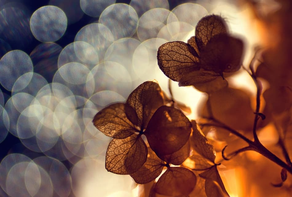 Golden Bokeh Bloom