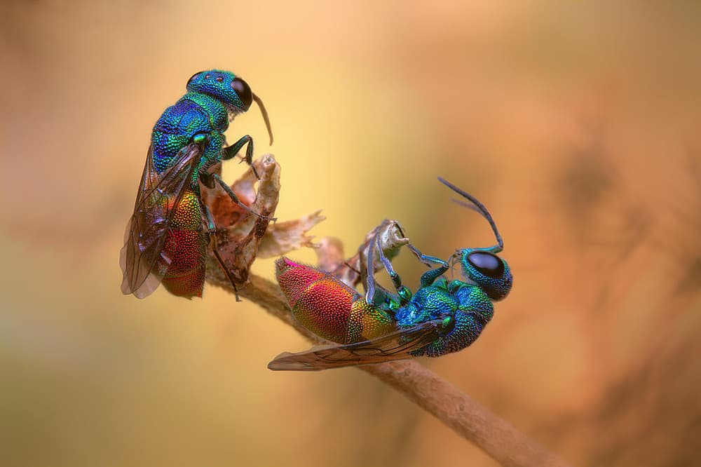 Iridescent Wasps Duo by Jimmy Hoffman — canvas wall art
