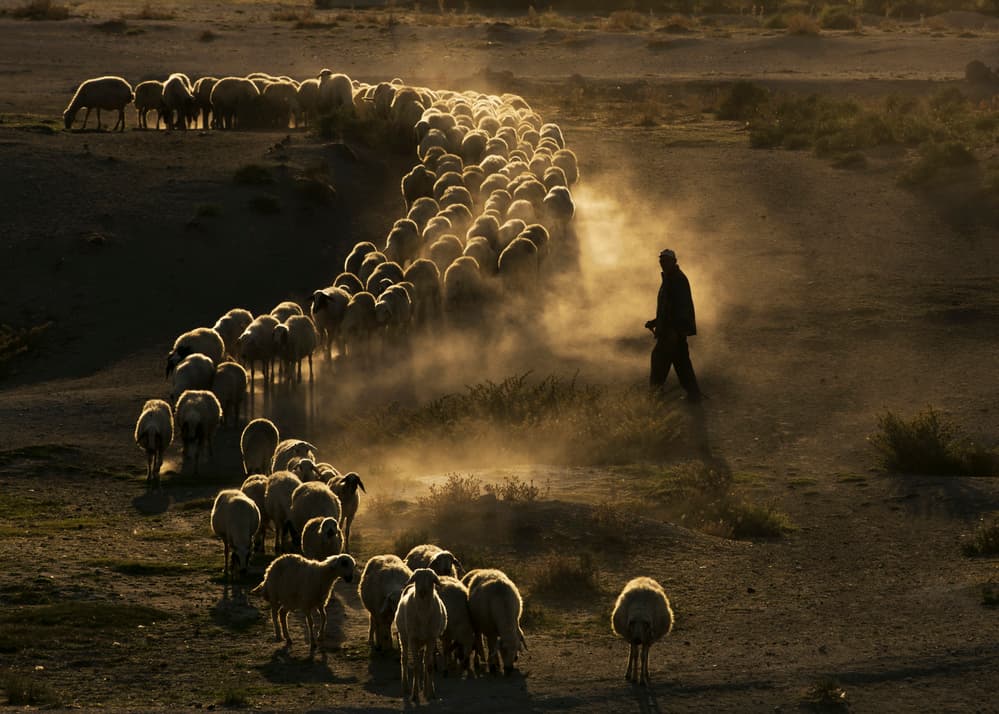 Shepherd Leads Dusty Herd by Feyzullah Tunç — canvas wall art