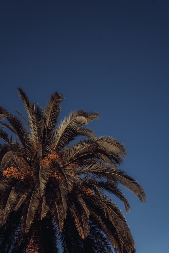 Warm Tropical Palm Sky by Aimee Giles — canvas wall art