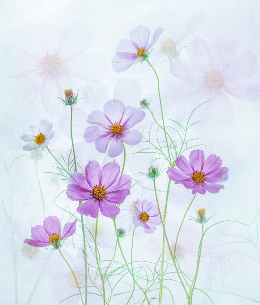 Dreamy Pink Cosmos by Catherine Wang — canvas wall art