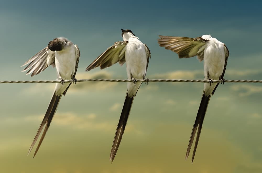 Fork tailed by Chechi Peinado — canvas wall art