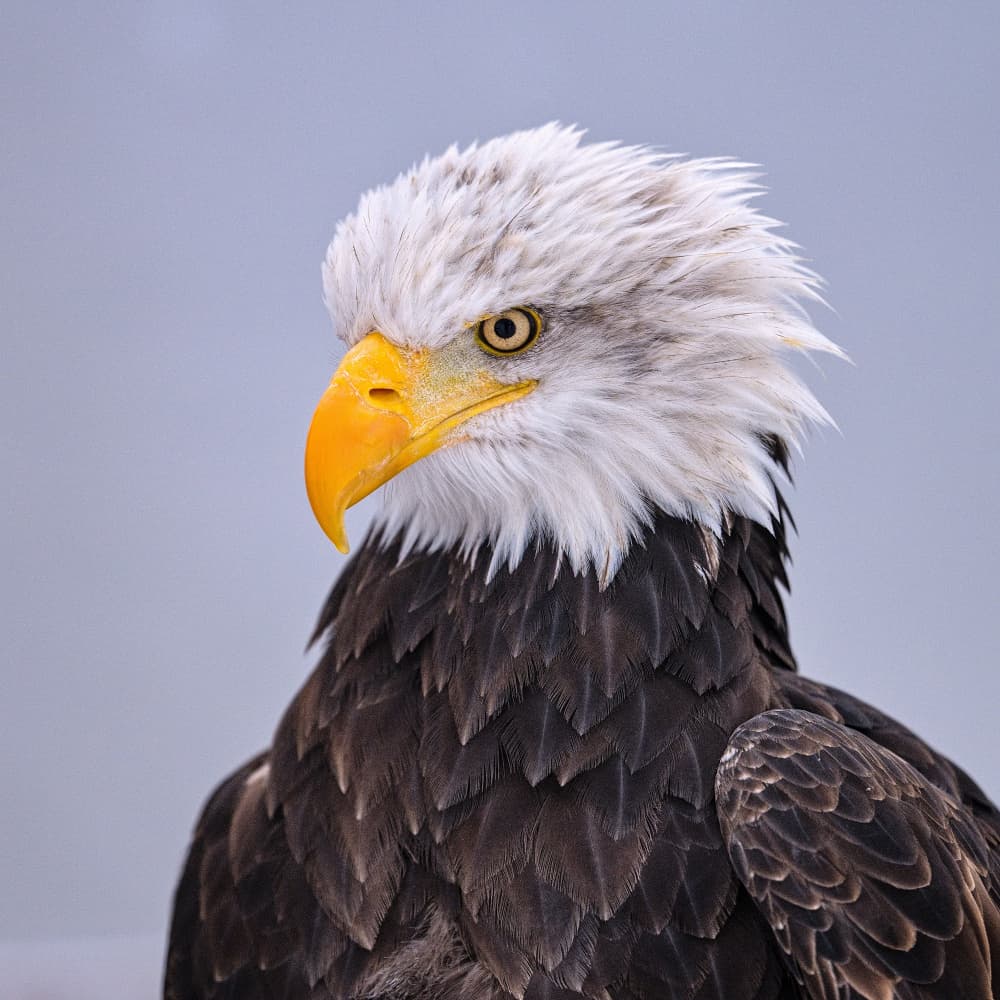 Majestic Bald Eagle by Milan Uhrin AFIAP AZSF — canvas wall art