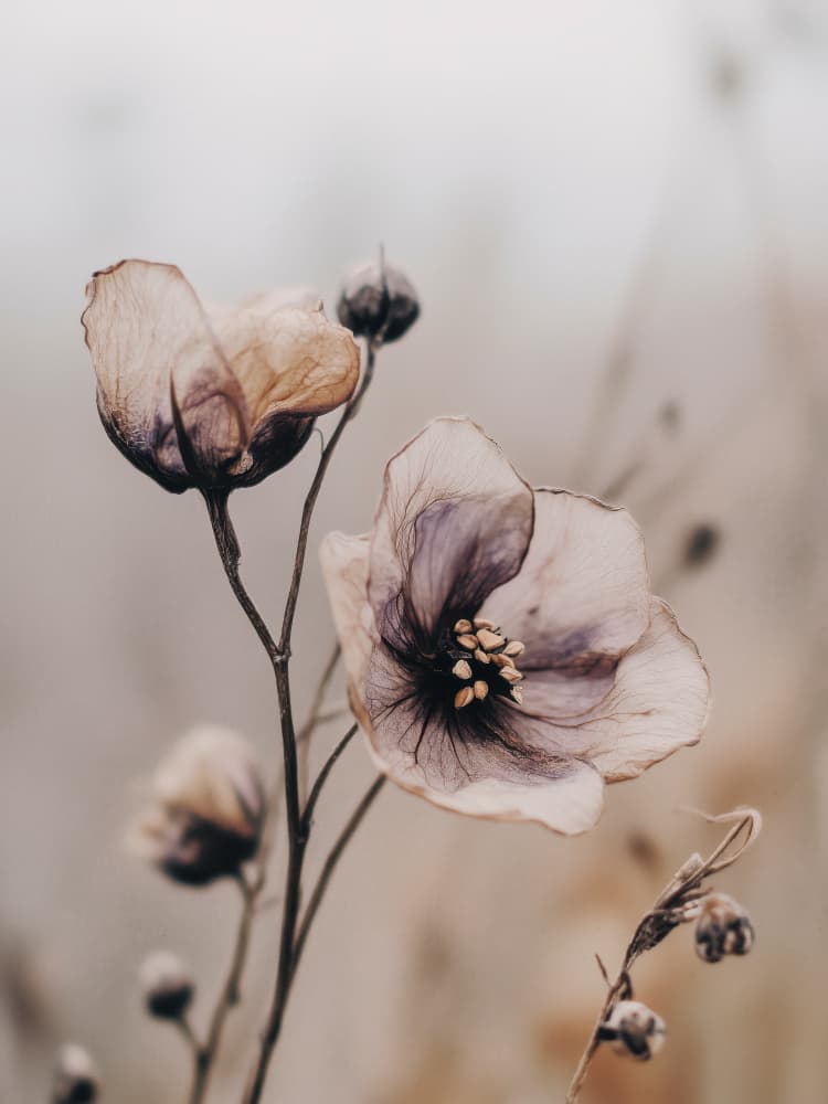 Whispering Petals by Treechild — canvas wall art