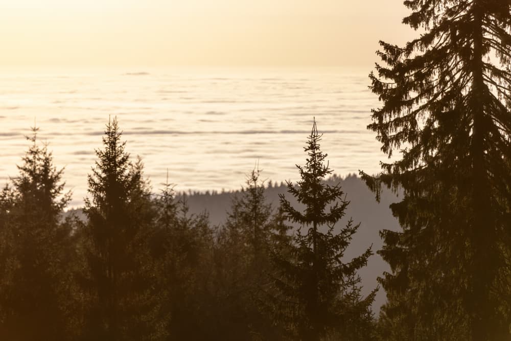 Golden Hour 5 by Mareike Böhmer — canvas wall art